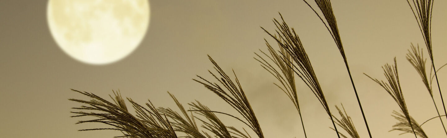 blog header