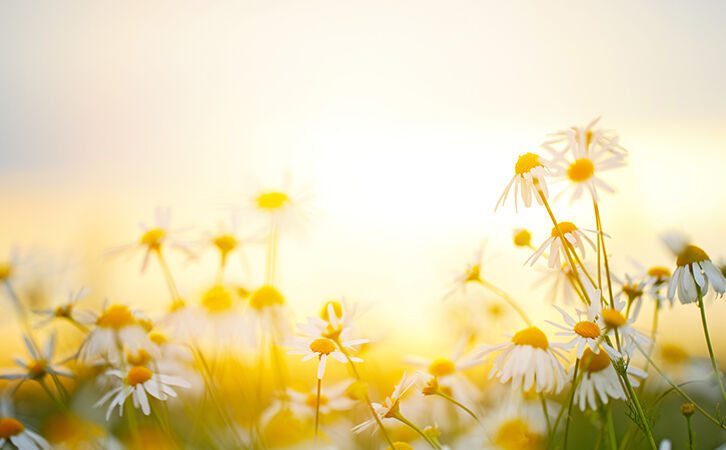 Orange sunlight shining over daisy’s