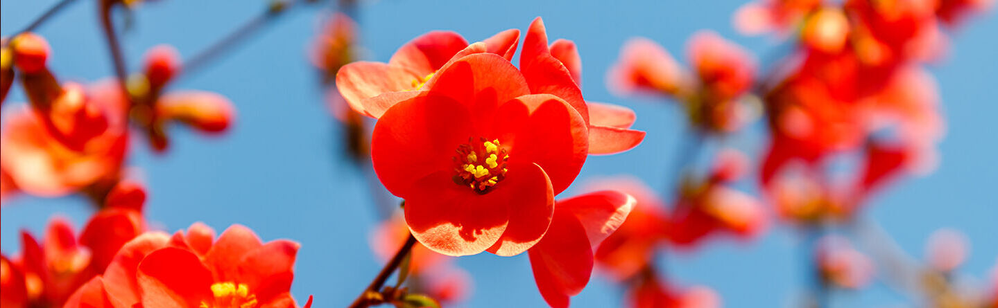 blog header